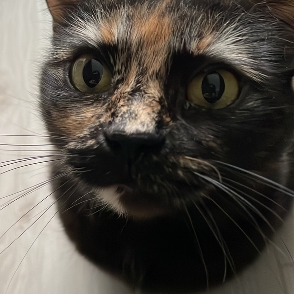 Everything listed after this post is sold! - Picture 9 of 11